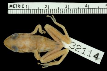 Media type: image;   Herpetology A-32114
